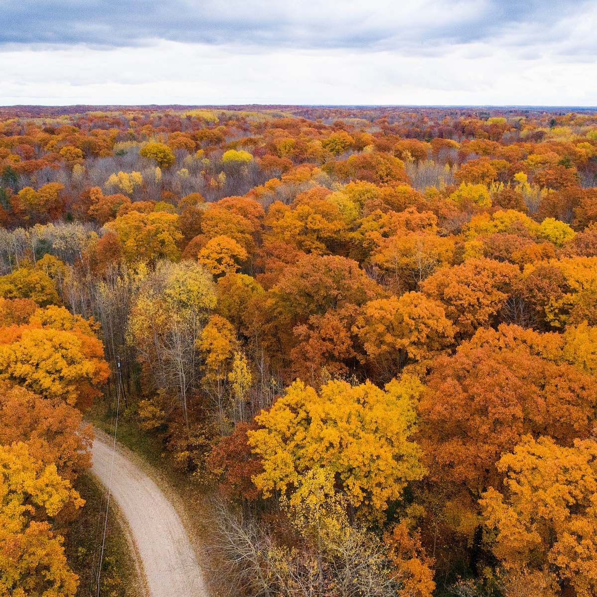 tree aerial photography of road between trees plant