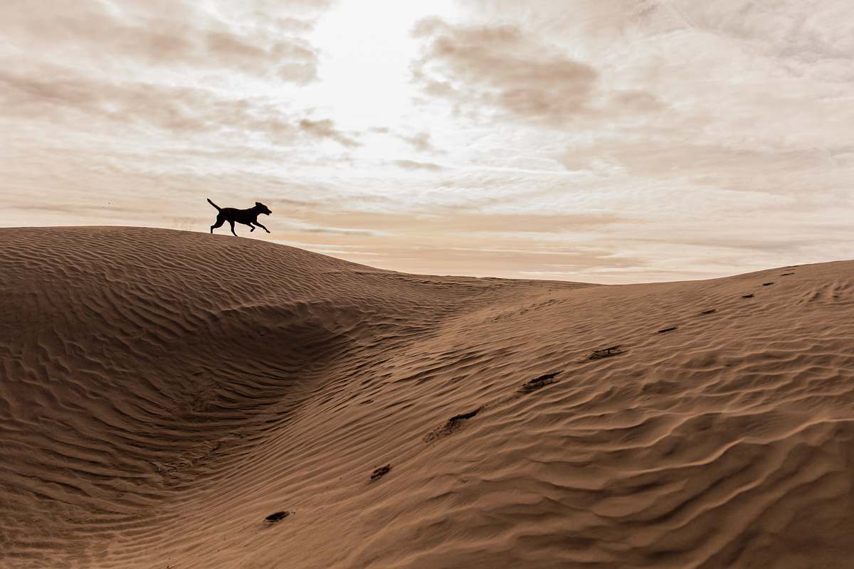 outdoors black 4-legged animal running on brown mountain under white cloudy sky desert