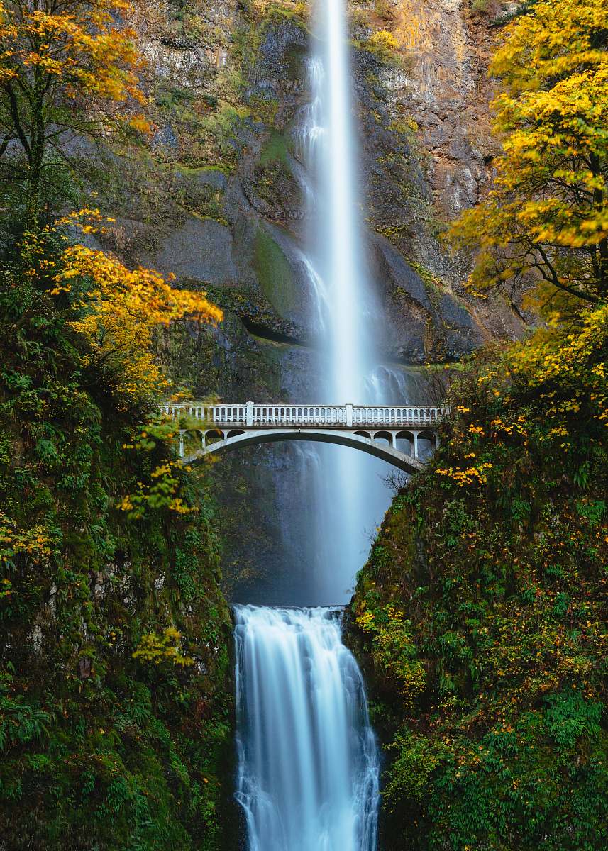 Waterfall Bridge In Between Trees Multnomah Falls Image Free Photo