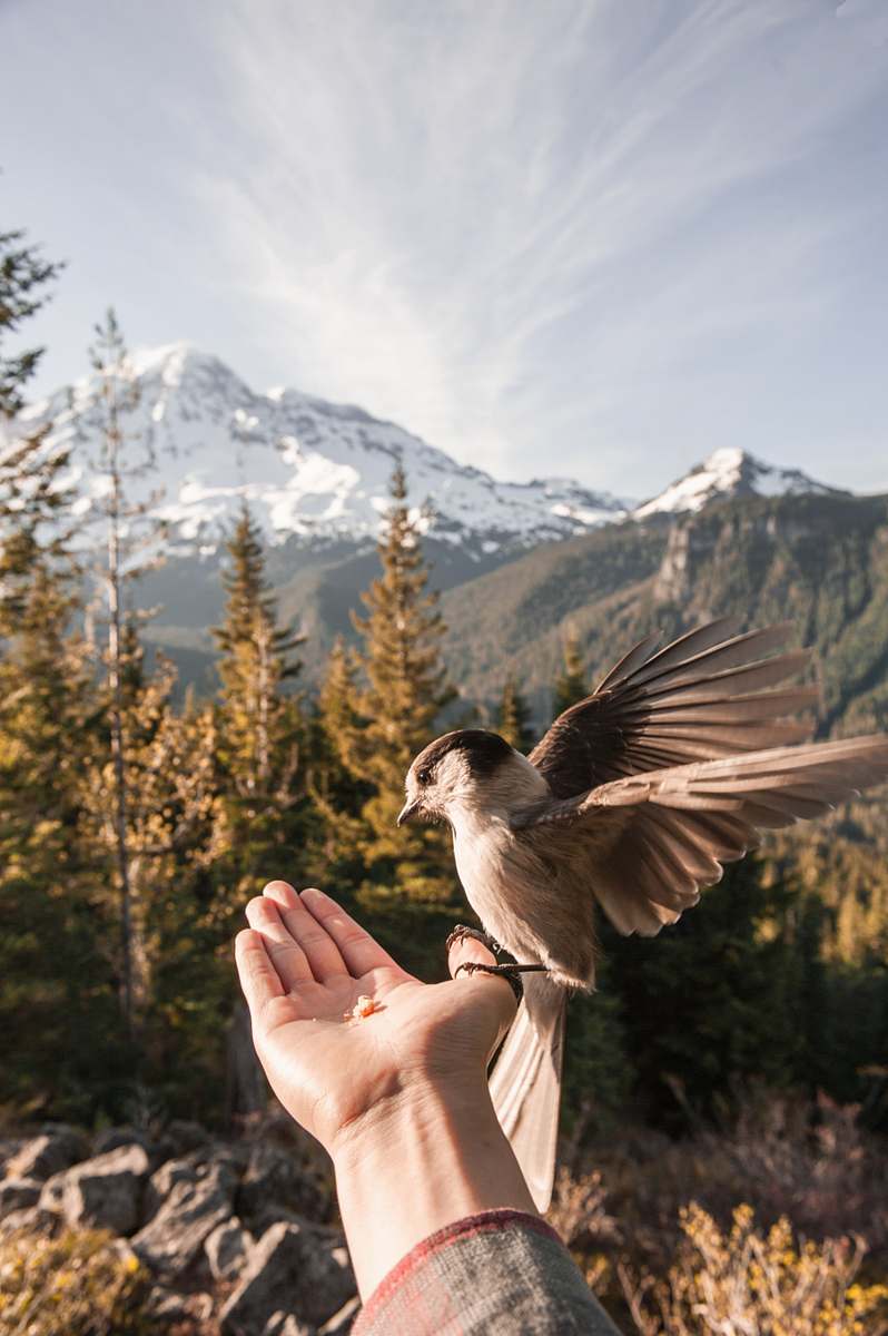 animal brown bird perched on left palm bird