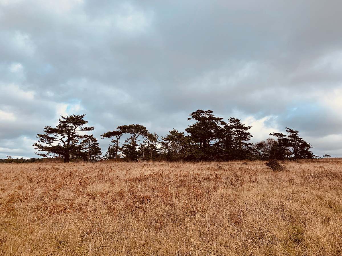 field brown grass field with trees under gray clouds grassland