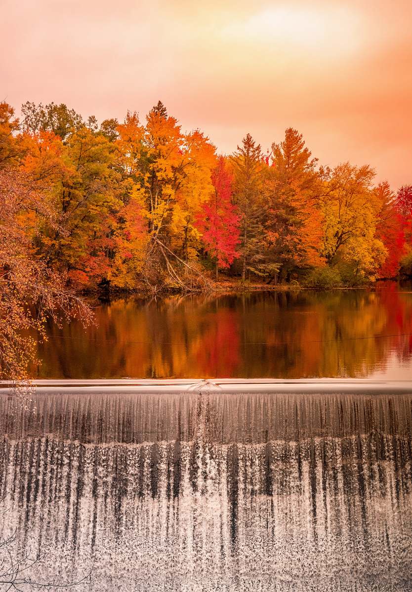 plant dam among autumn color trees tree