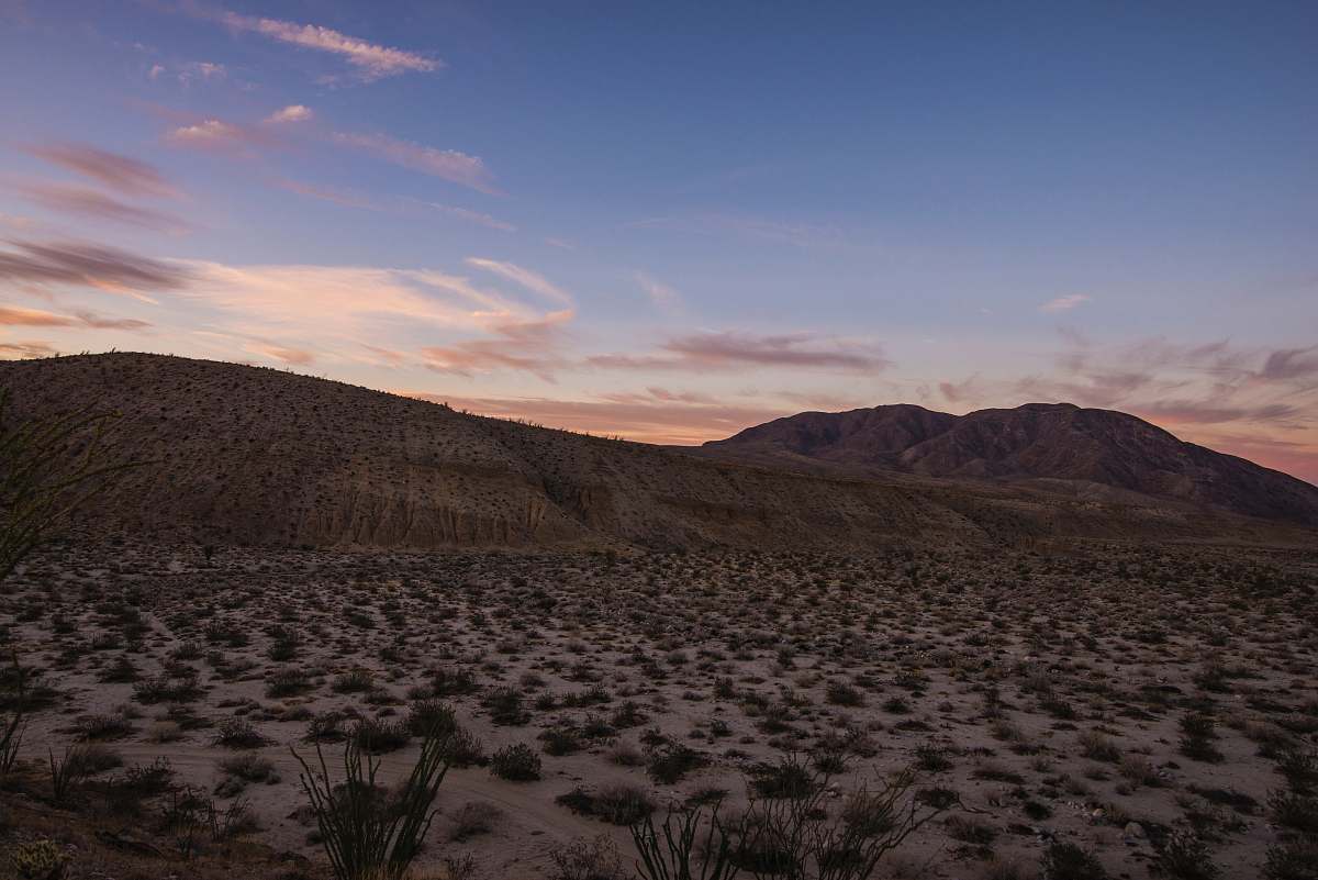 outdoors desert with green grasses desert
