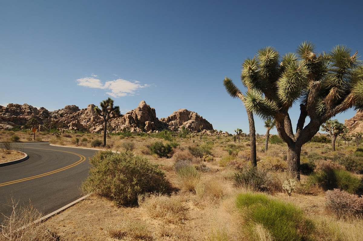 road empty road near tree desert