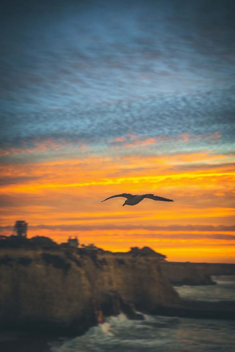dawn flying bird under golden hour dusk