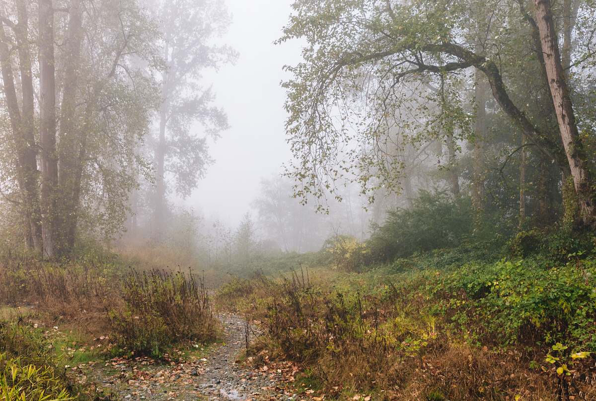 fog foggy forest mist