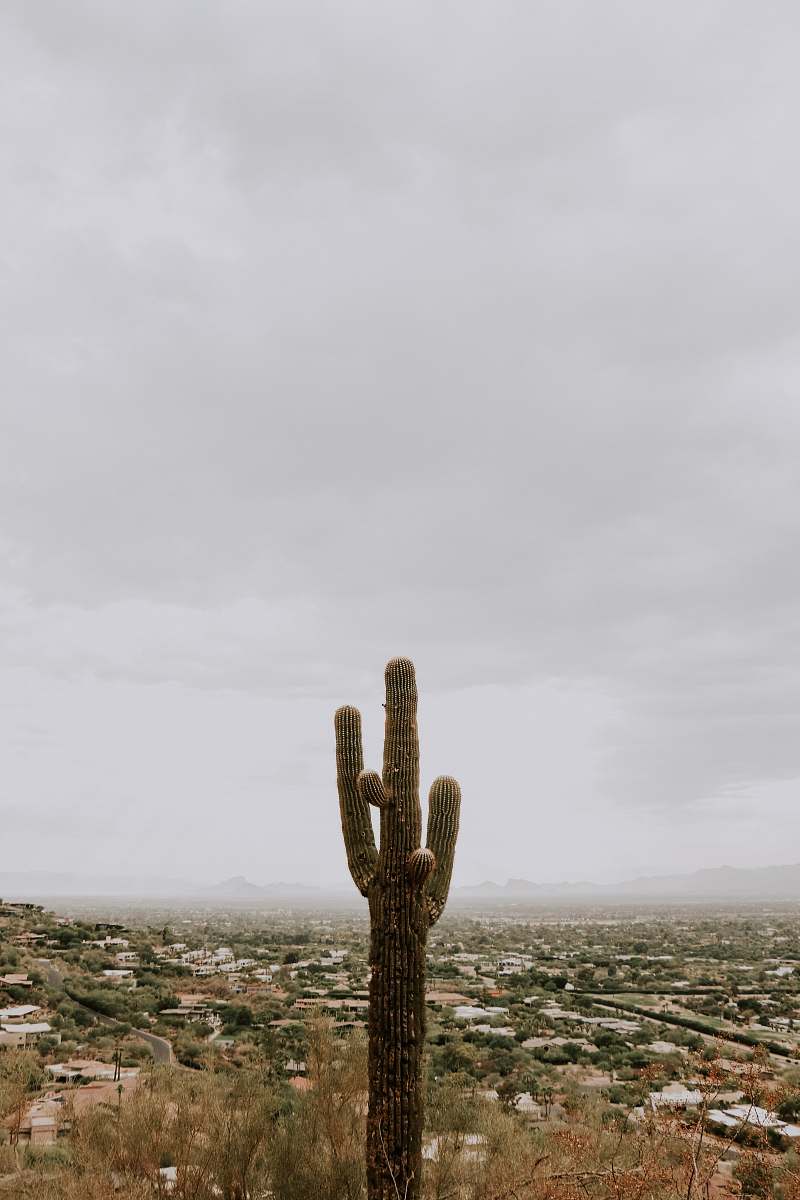 outdoors green cactus plant