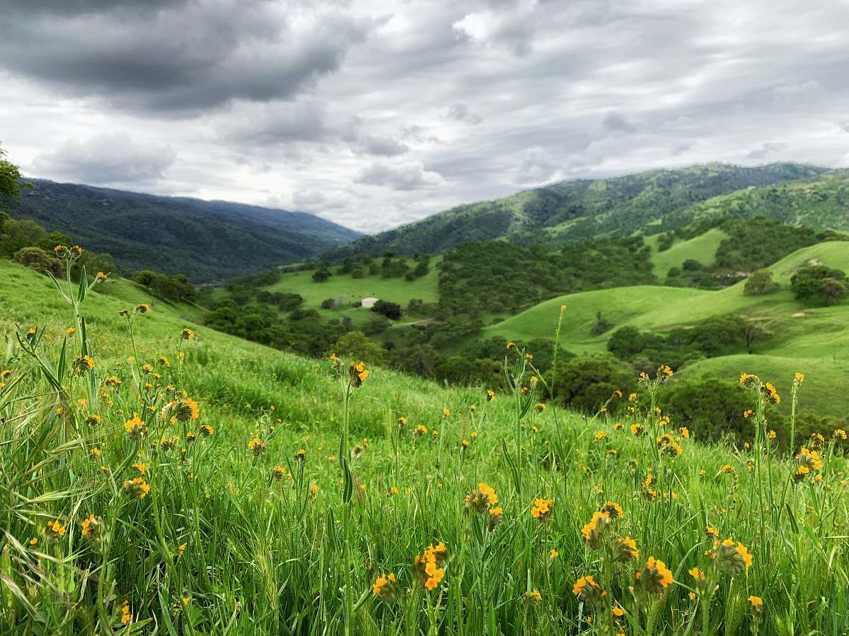 outdoors green grass field mountain scenery field