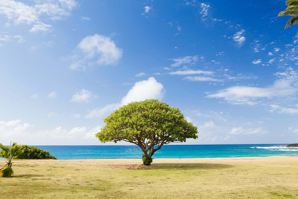 ocean green leaf tree on shore tree