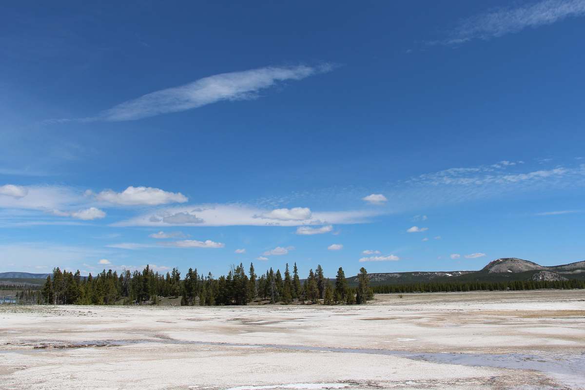outdoors green-leafed pine trees during daytime weather
