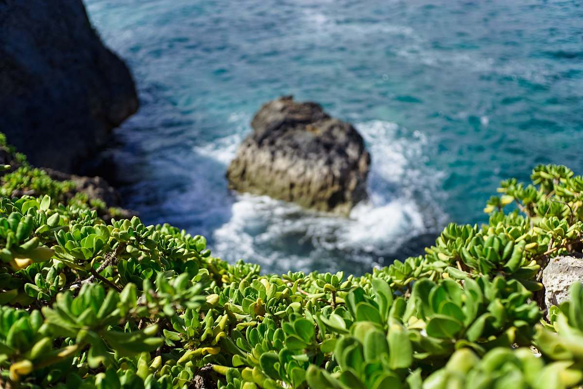 sea green leafed plants on mountain and body of water during daytime water
