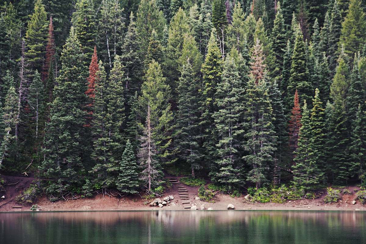 tree green pine trees near body of water during daytime forest