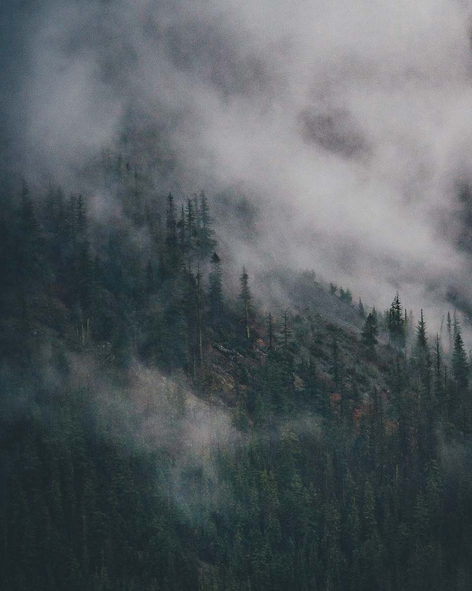 outdoors green pine trees grey