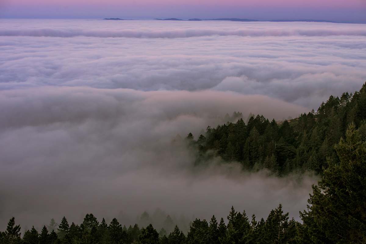 fog green trees covered with fogs under blue sky during daytime weather