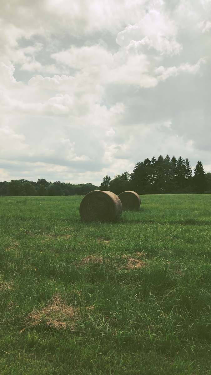 outdoors hay rolls on grass during day field