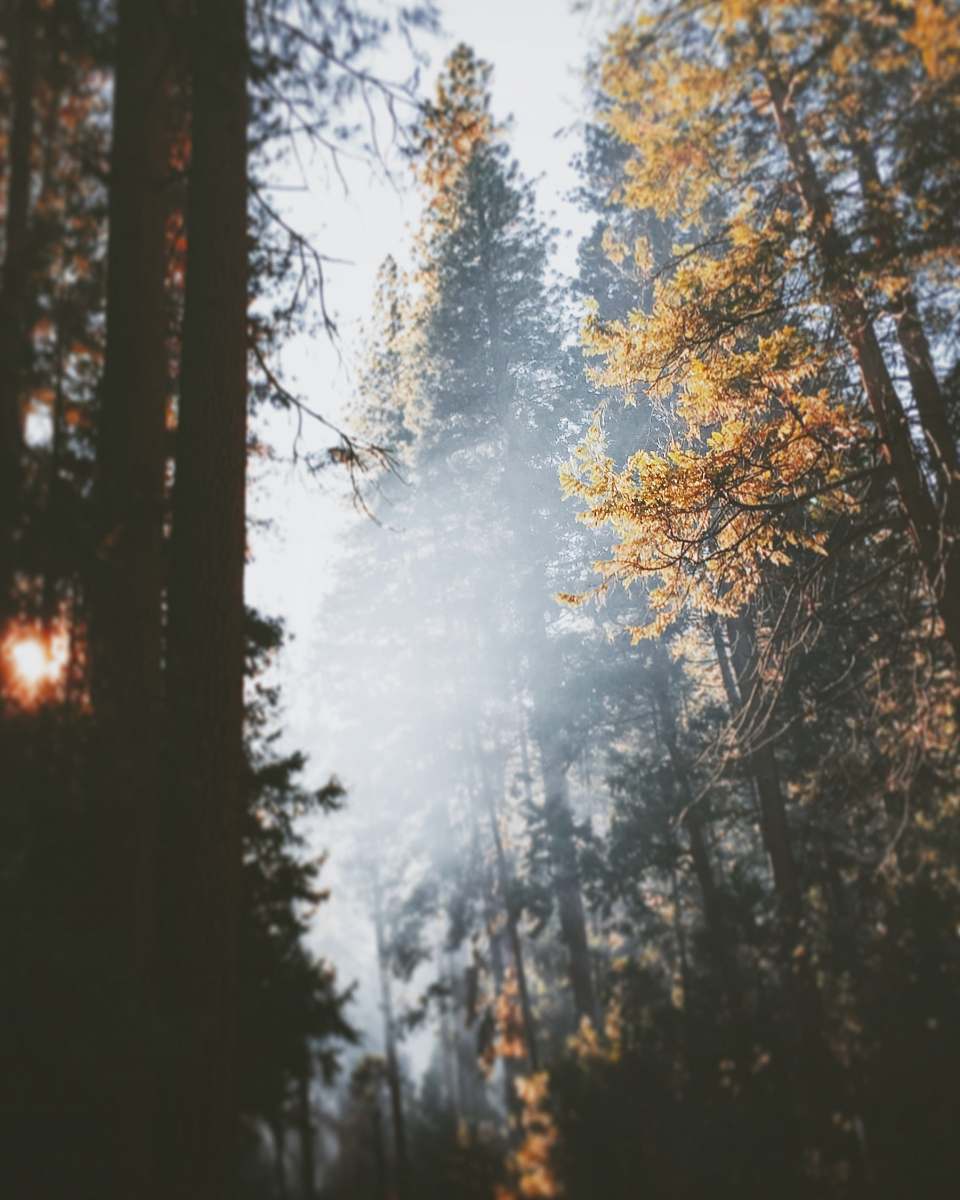 tree low-angle of tall trees forest