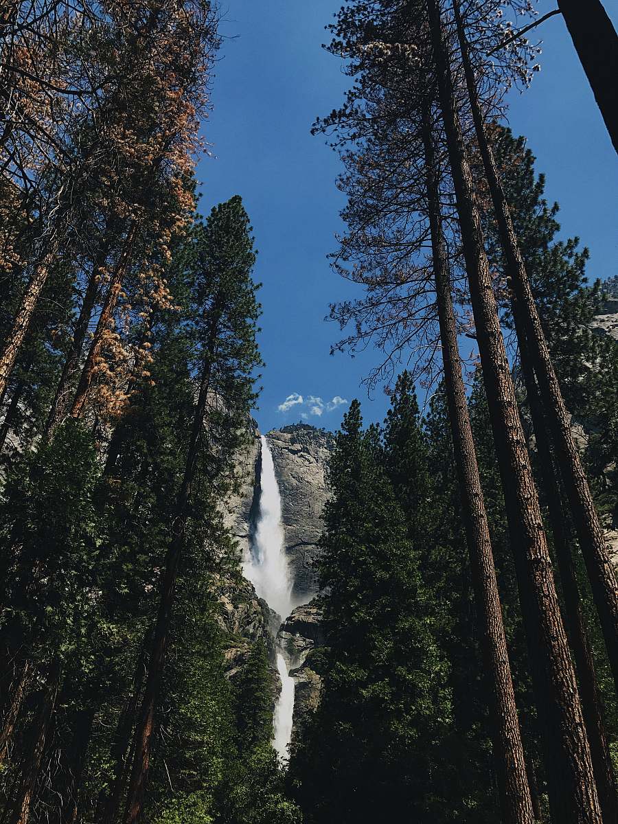 tree low-angle photography of waterfall and trees forest