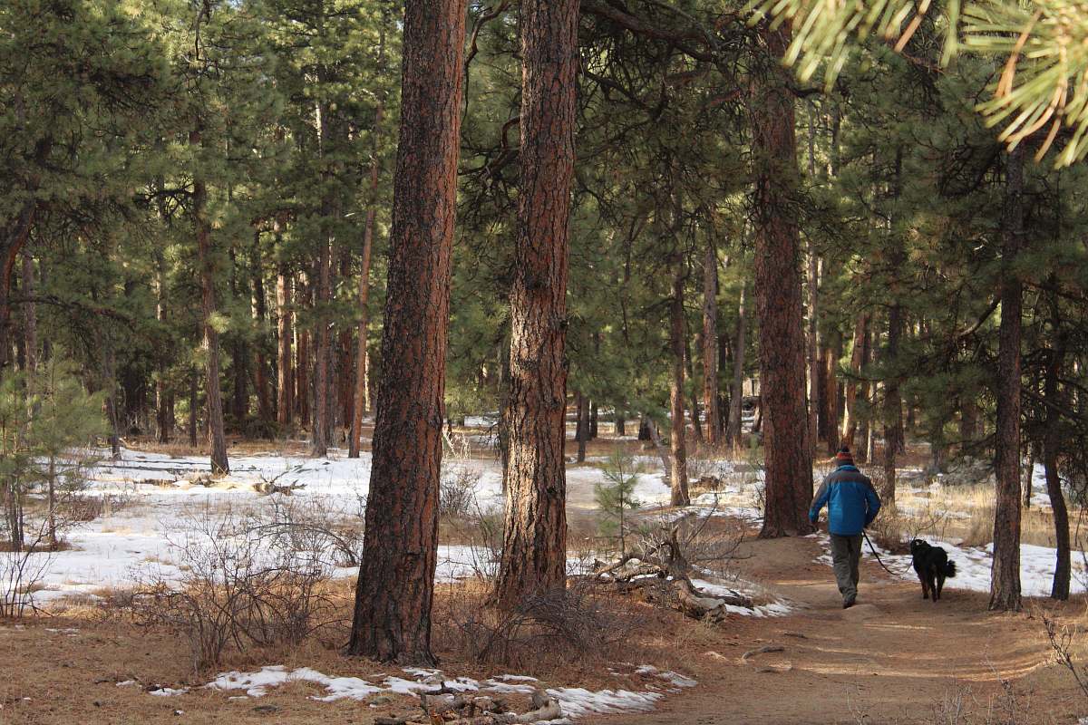 forest man walking beside dog on pathway surrounded with trees tree