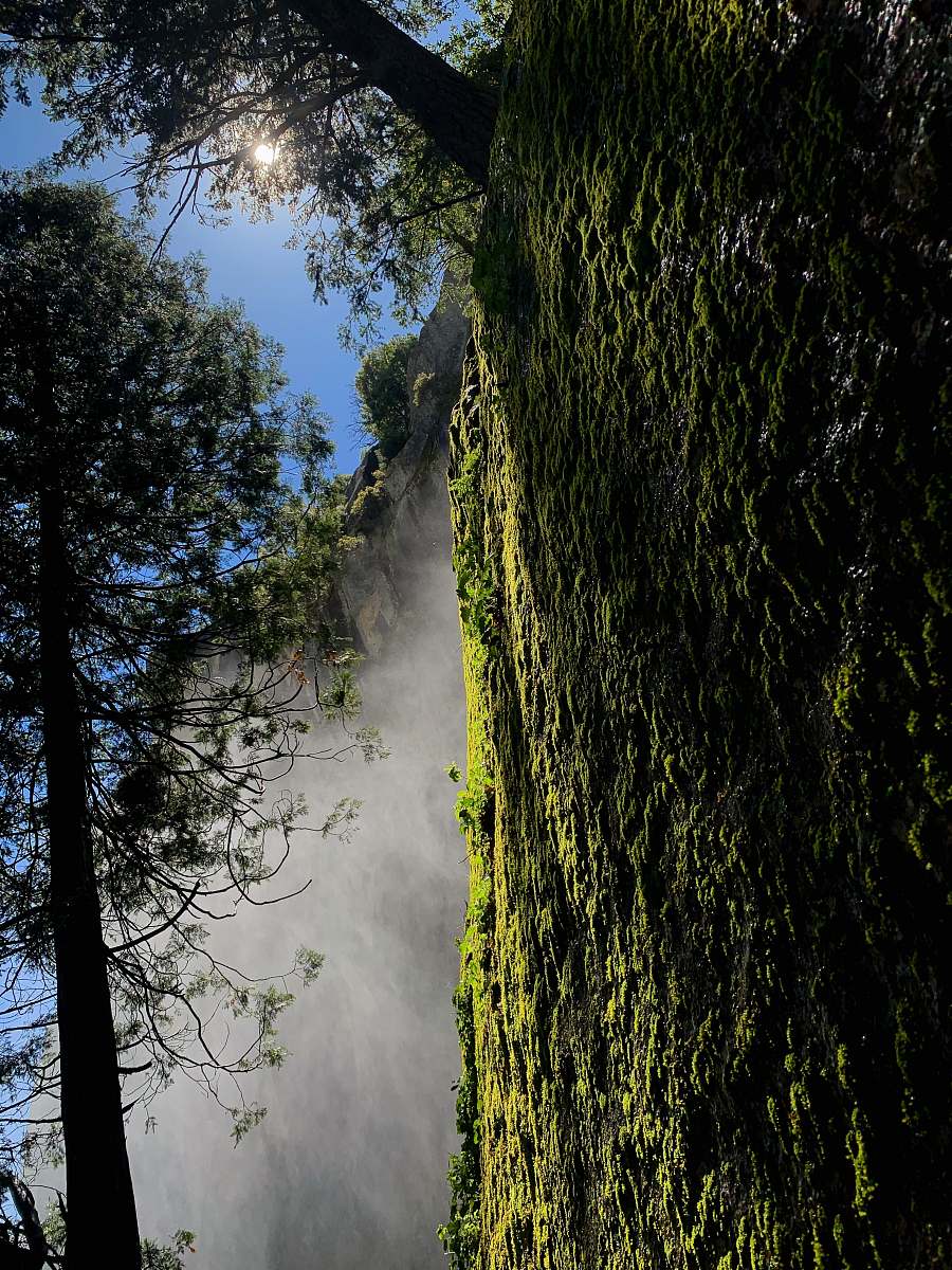 plant mountain covered with green moss tree