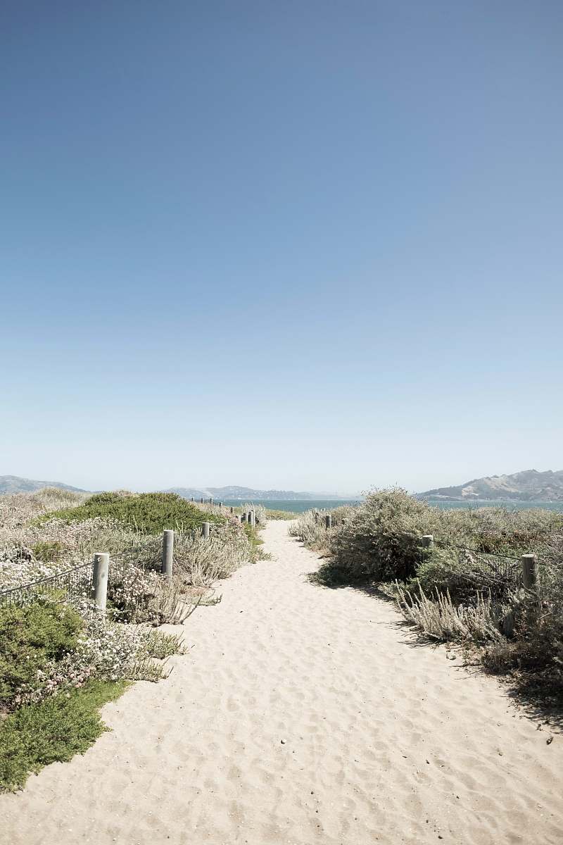 outdoors path and green leafed plant soil