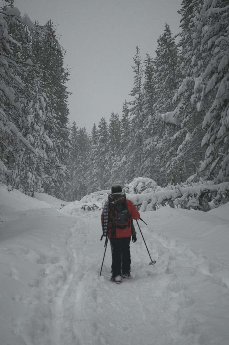 human person walking in forest covered with snow person