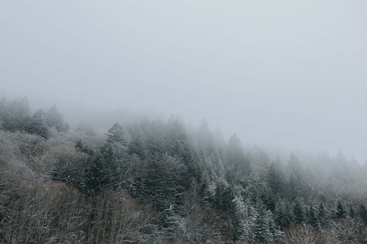 grey pine trees covered with fogs fog