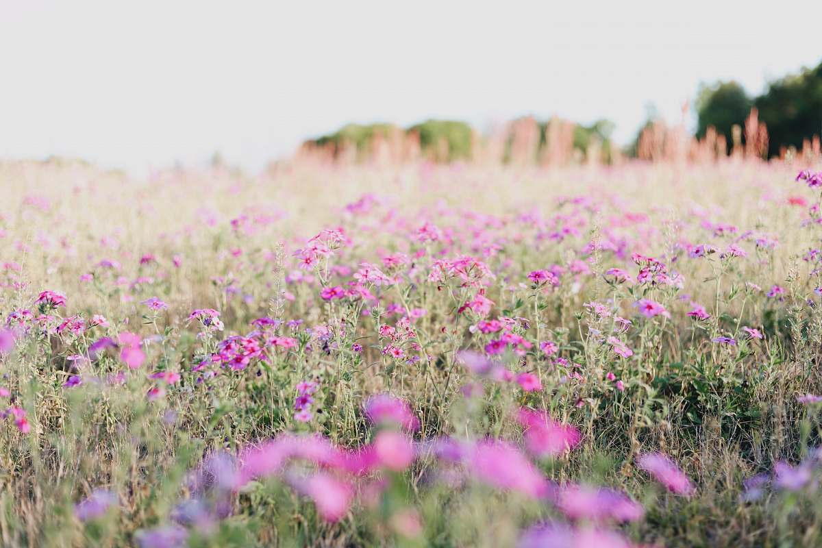 outdoors pink petaled flower field at daytime field
