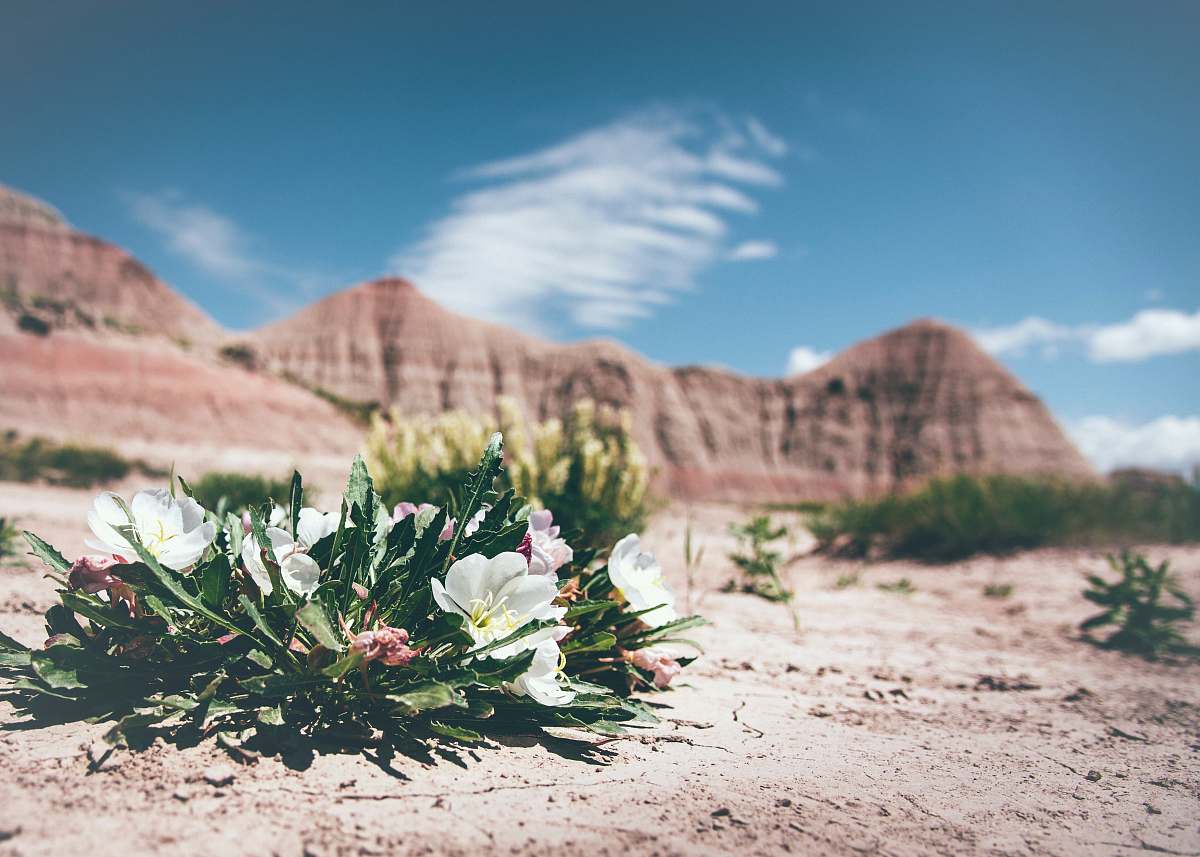 desert selective focus photo of white petaled flowers outdoors