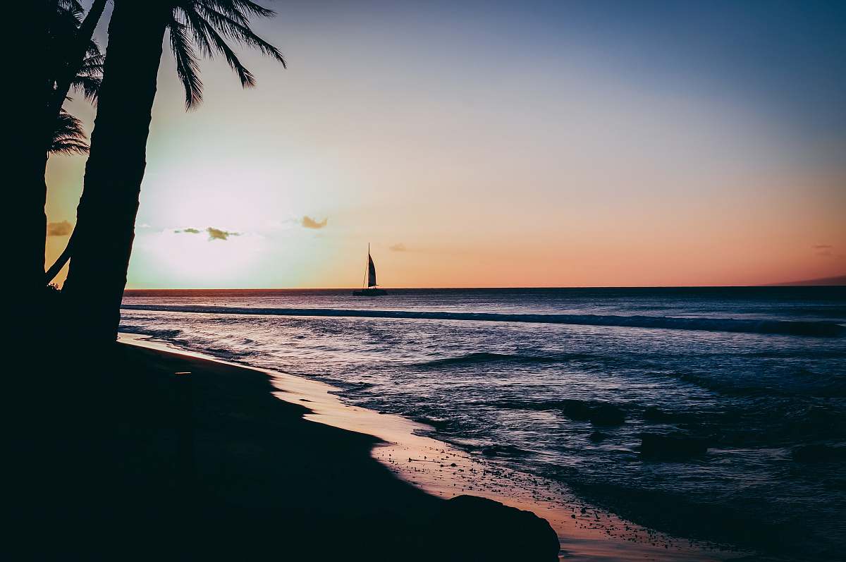 tree silhouette of sailboat on ocean maui