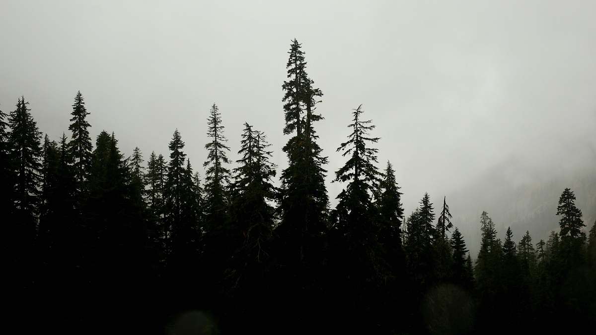 forest silhouette of trees tree