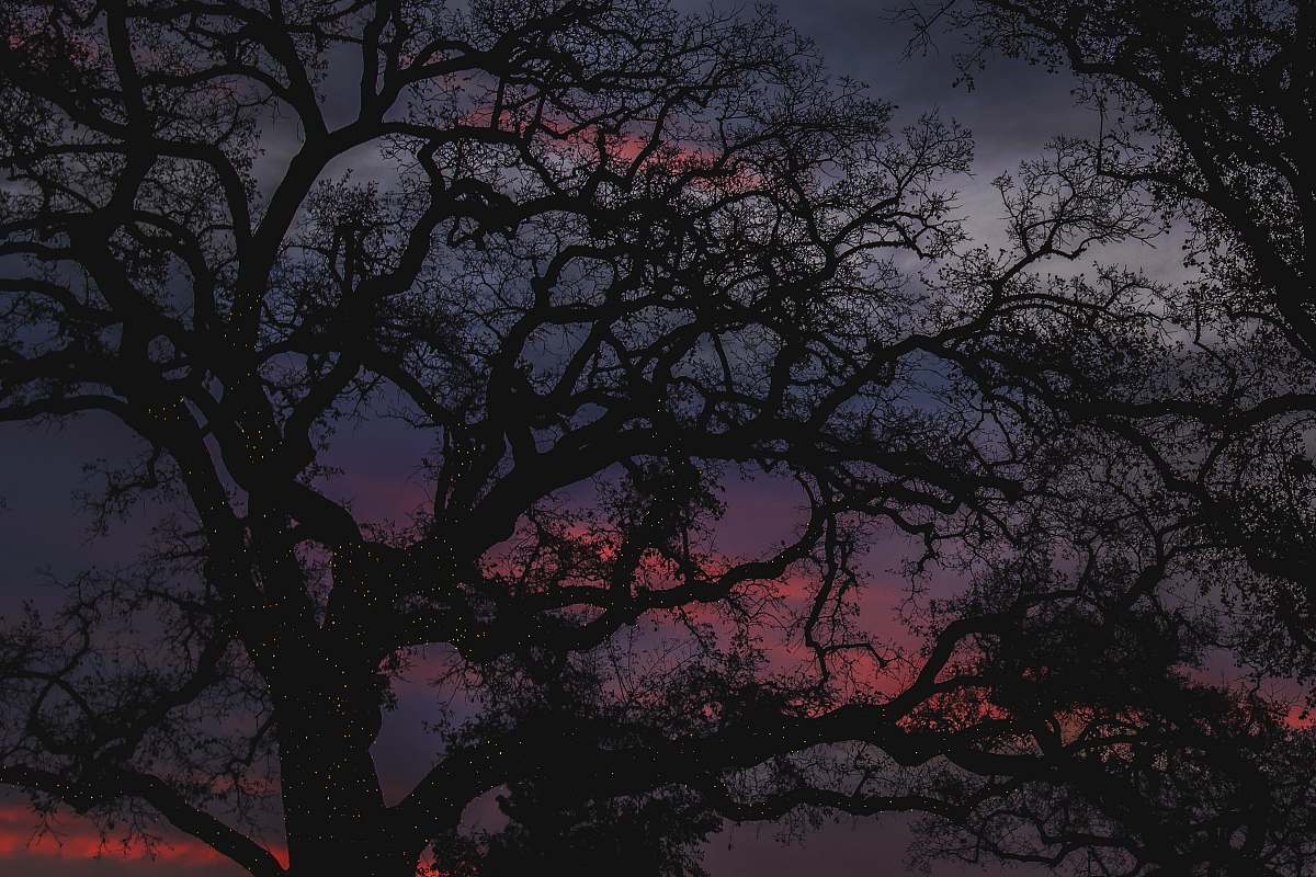 plant silhoutte of trees tree