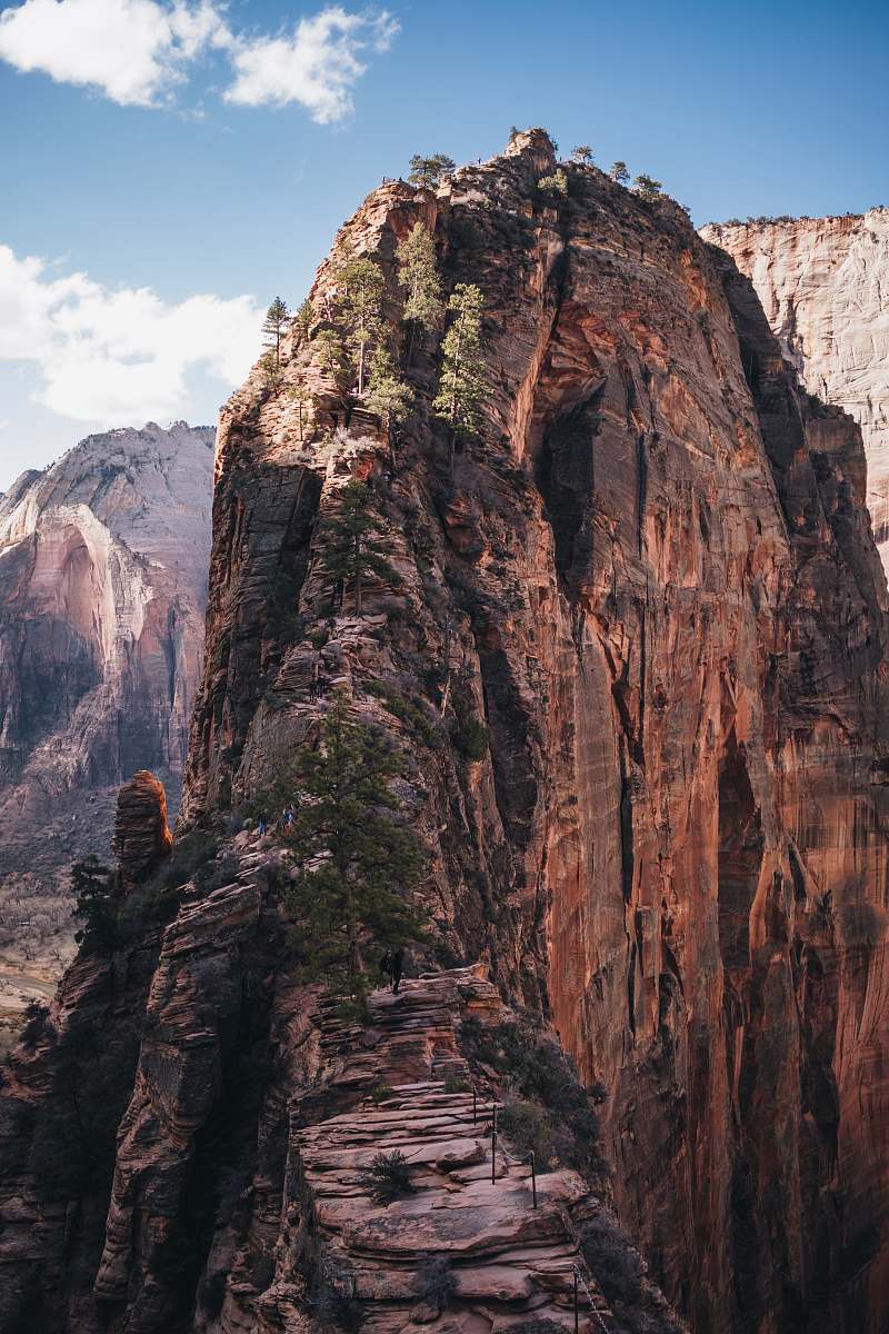 canyon trees on cliff mountain