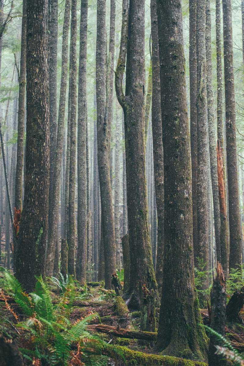 tree trees on forest forest