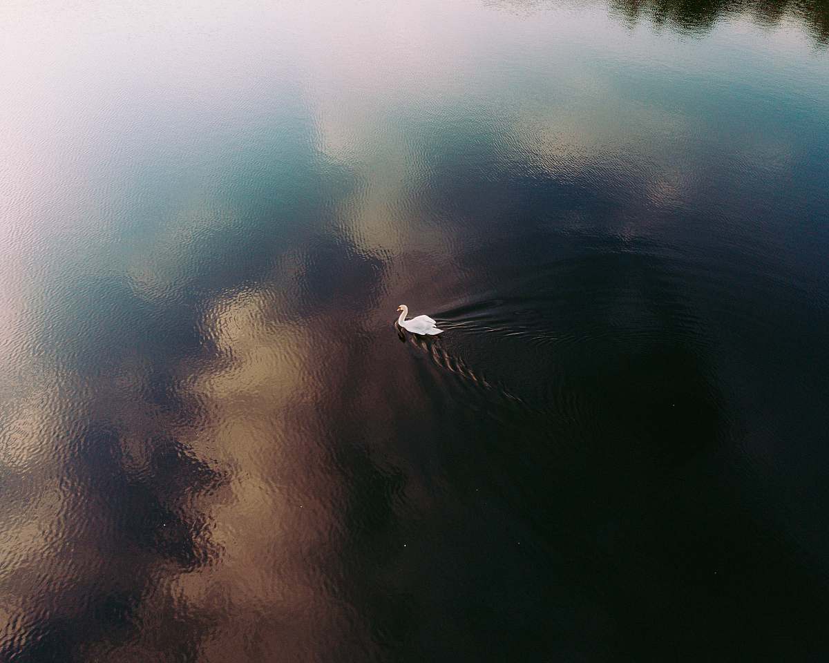 weather white swan swimming on body of water during daytime fog