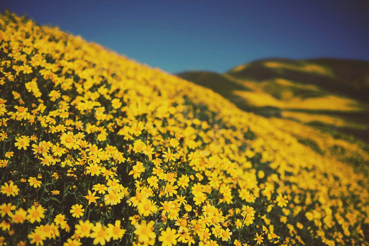 outdoors yellow petaled flower field during daytime field