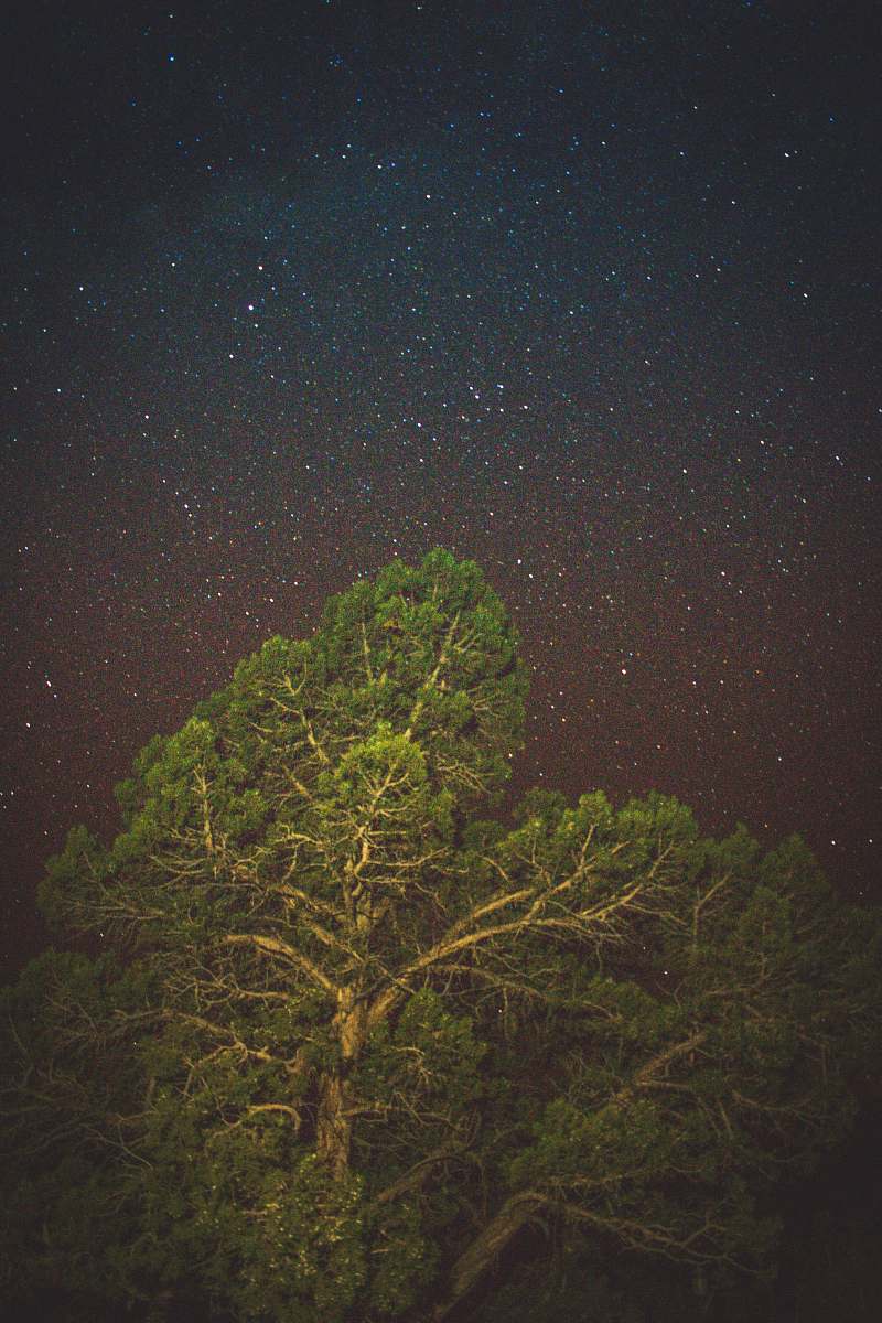 astronomy green leaf tree outdoors