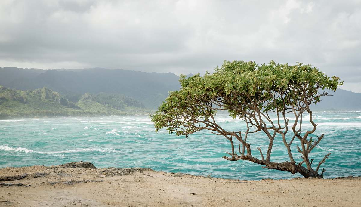 beach green tree near seashore coast