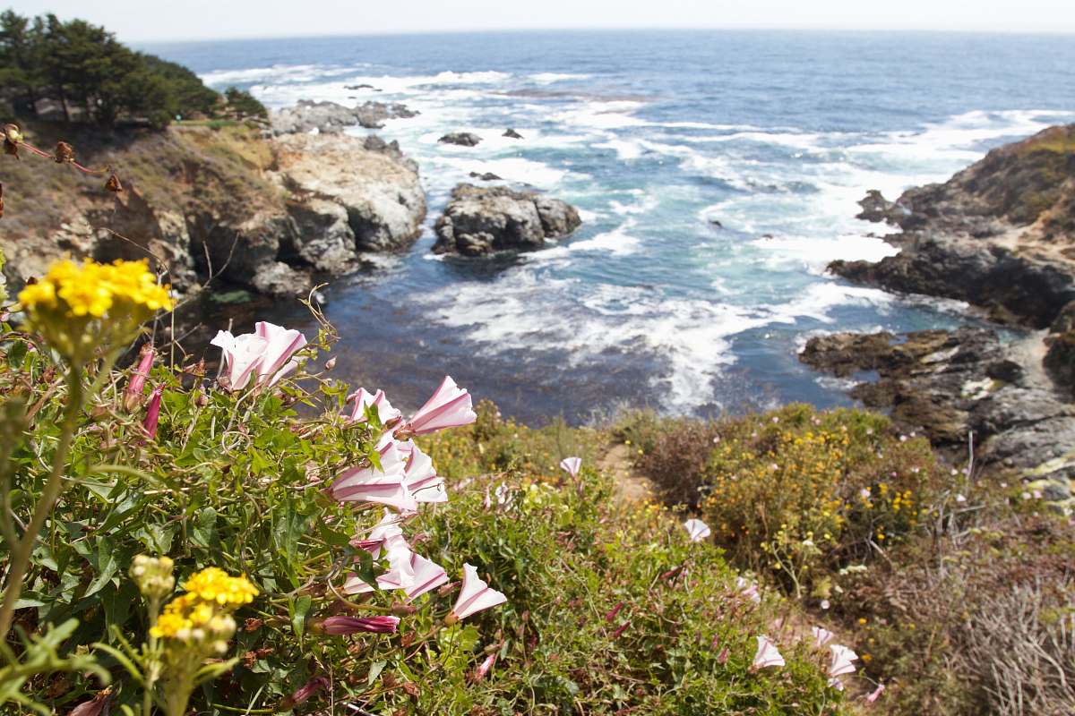 flower top view of rock formations and ocean coast