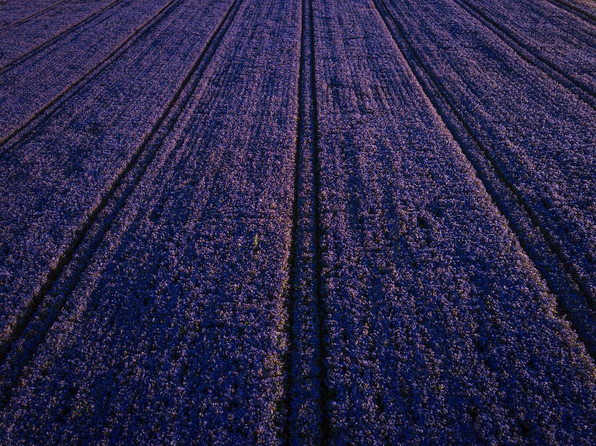 rug purple flower field field