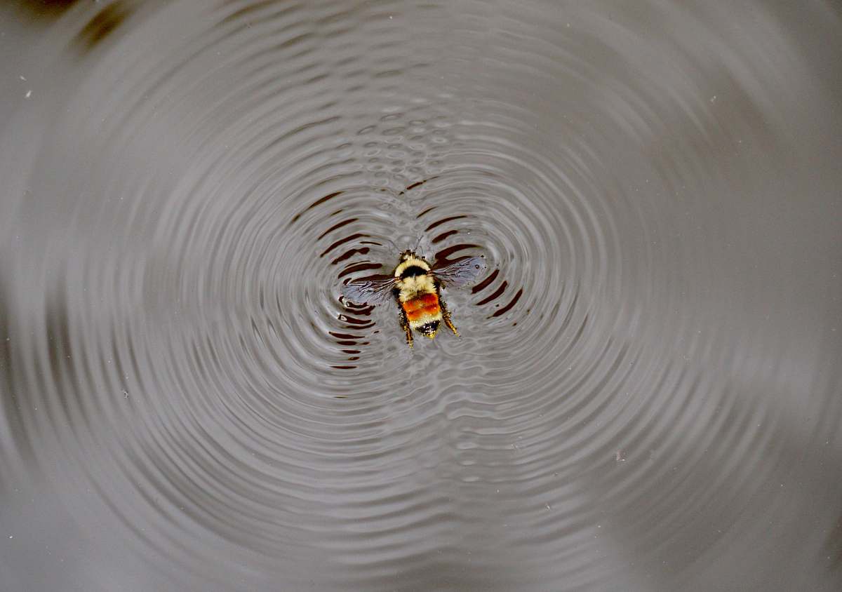 water  ripple