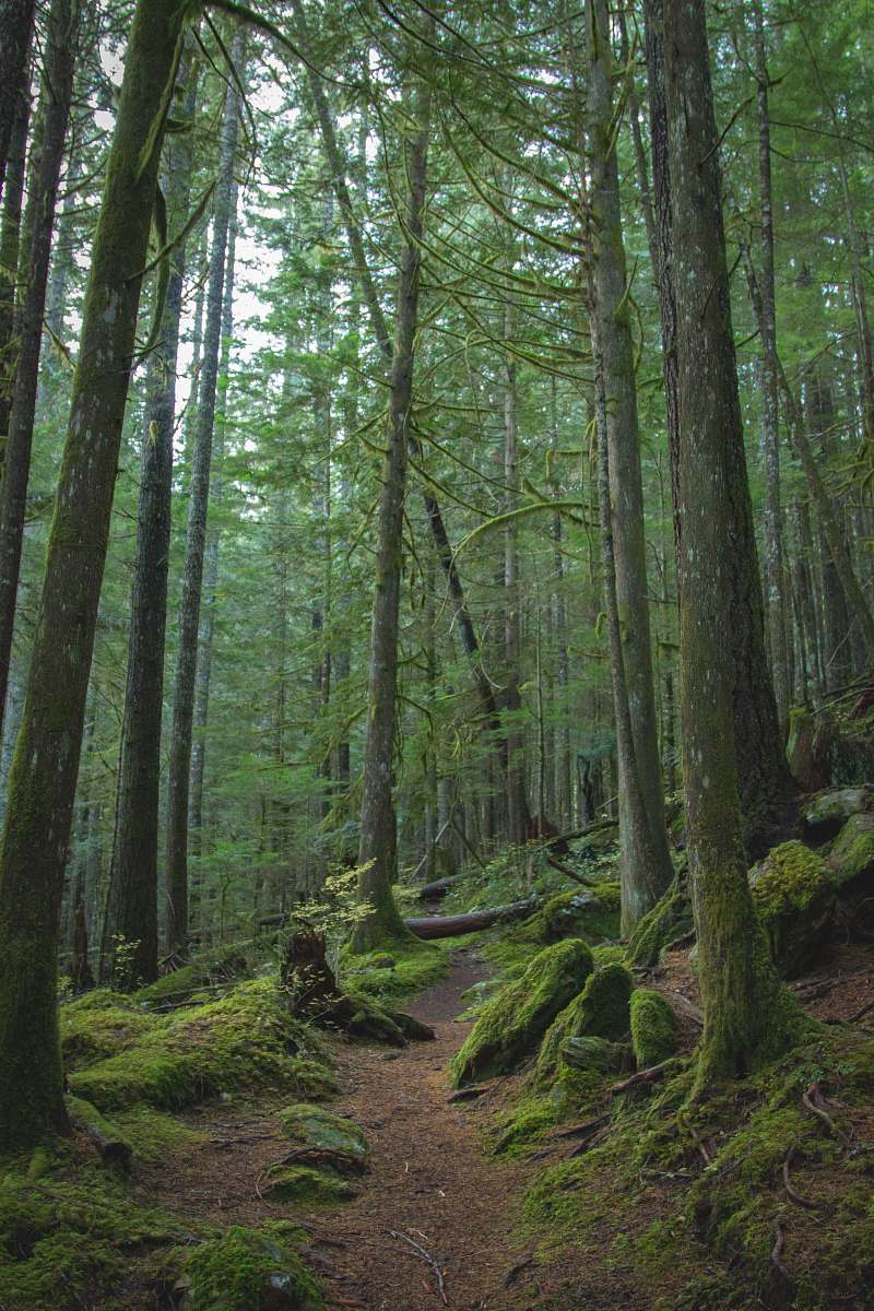 plant forest trees photograph vegetation