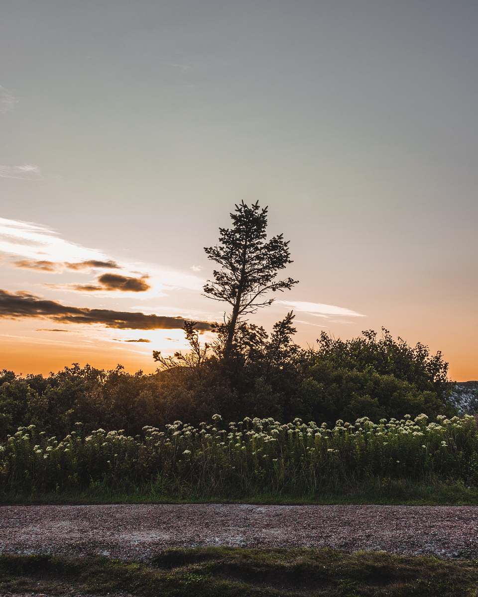 nature green grass and tree dawn