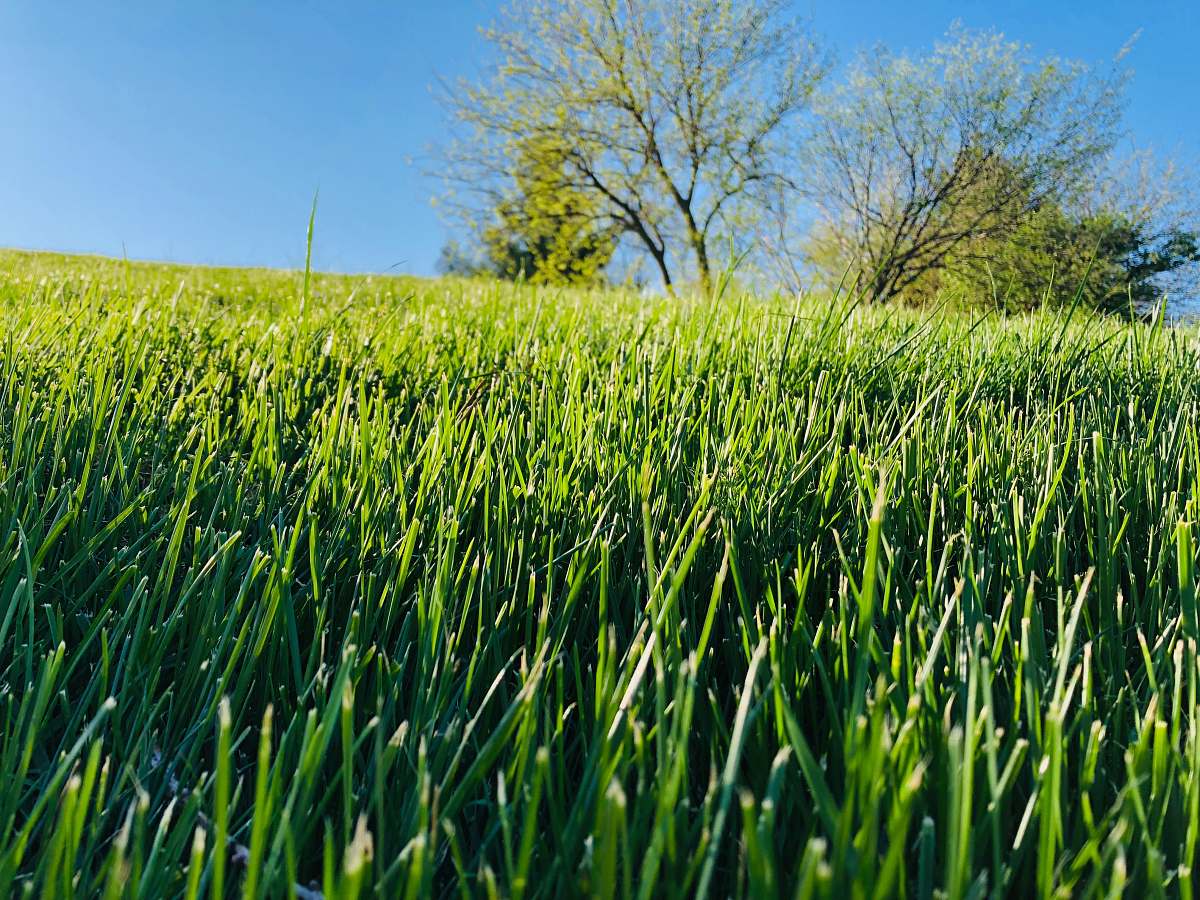 field green grass field under blue sky during daytime grassland