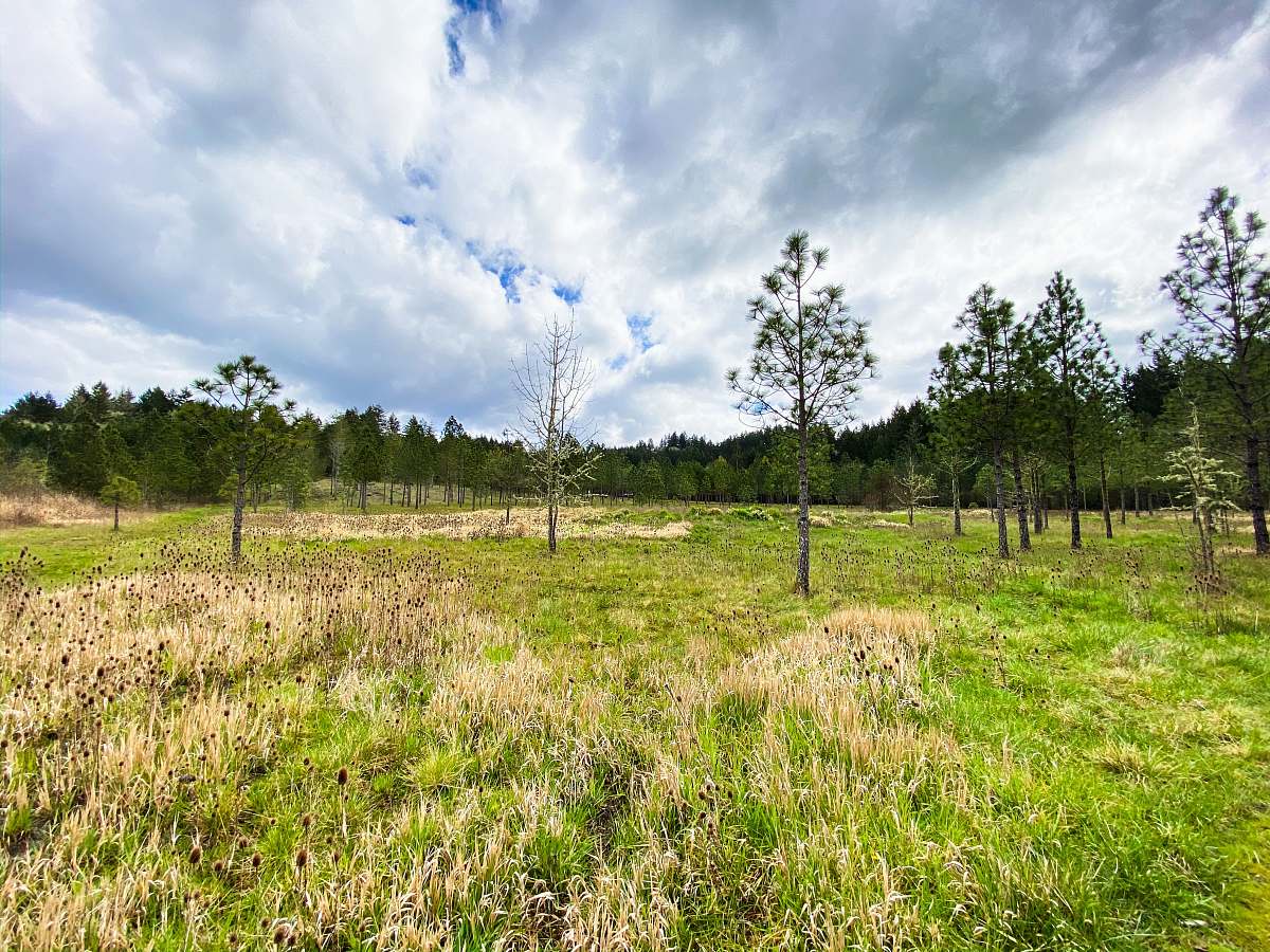 field green grass field with trees under white clouds and blue sky during daytime grassland