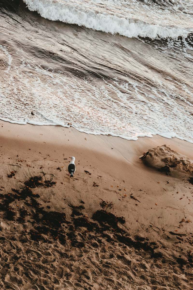 soil seagull standing on shore sand