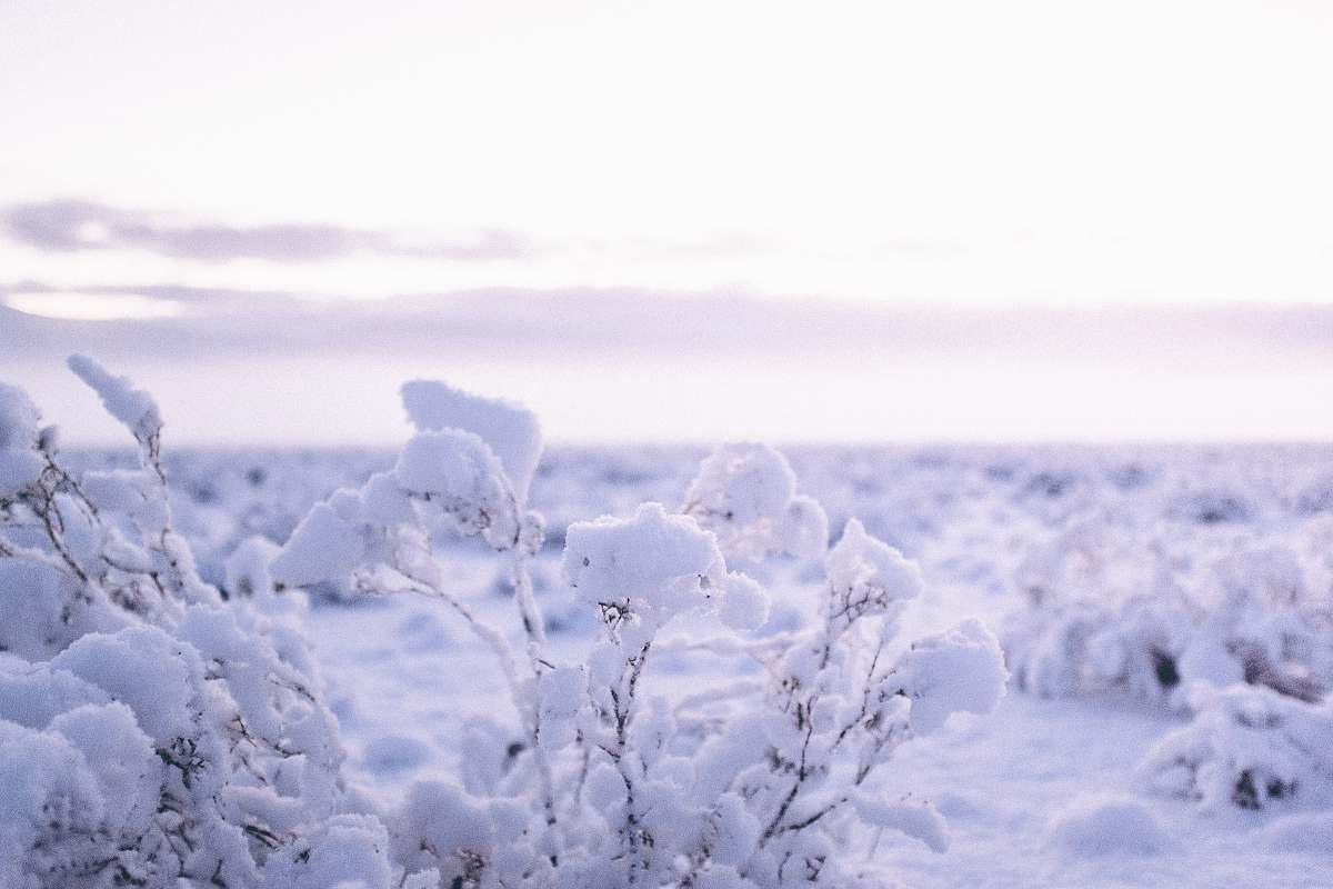 nature trees covered with snow snow