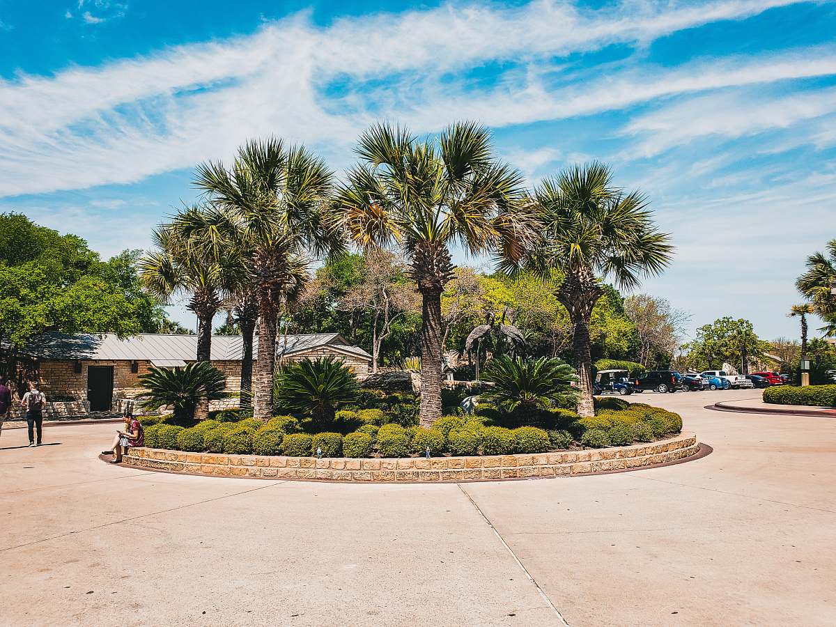 human view of palm tree on park person