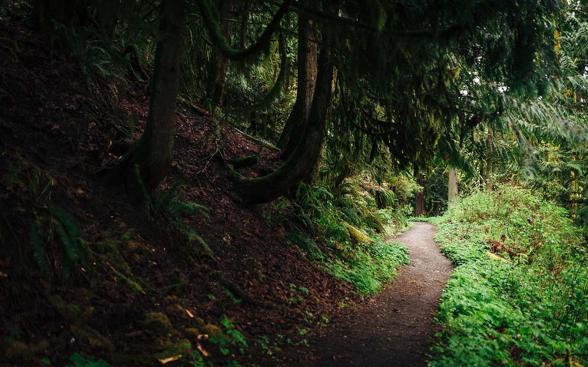 plant  trail