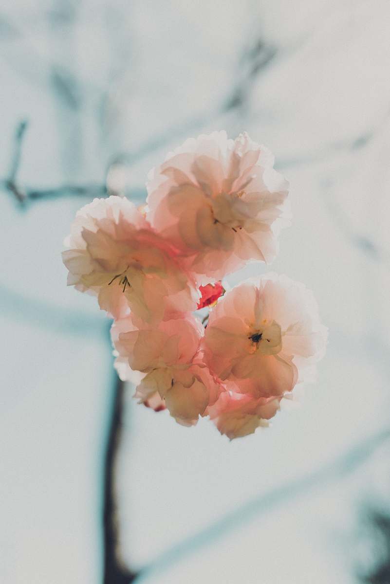 human white multi-petaled flowers on macro shot flower