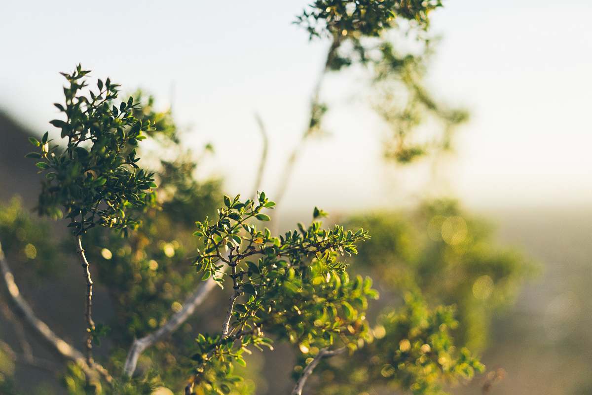 plant green-leafed tree selective focus tree